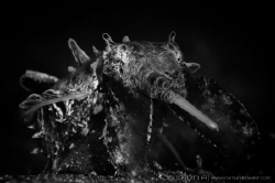 M O N S T E R  
Flamboyant cuttlefish (Metasepia pfeffer... by Irwin Ang 